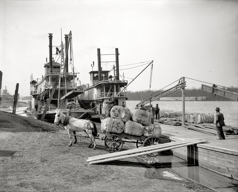 Coton à la Levee: 1910