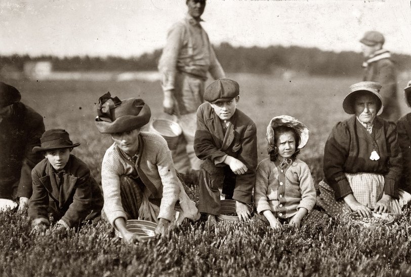 September 1911. Cranberry pickers at Smart's Bog near South Carver, Mass. "Annette Roy, the youngest worker. Said 7 years old. Picked last year. Lives at 171 Orange Street, Fall River. Also Napoleon Ruel, 53 Hopkins Street. Said 9 years old." View full size. Photo and caption by Lewis Wickes Hine.