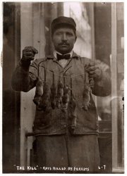 "Bring out yer rats." Ferrets were used in turn of the century New York to track down rodents. Here is the result of one such hunt in 1908. You want to be dressed in a jacket and tie for this kind of work. From the George Grantham Bain Collection. View full size.
