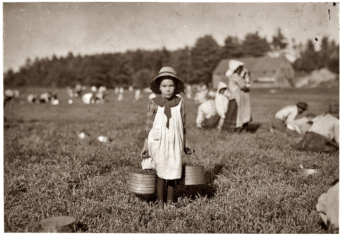September 1911. Merilda carrying cranberries at Eldridge Bog near Rochester, Mass. Witness Richard K. Conant. View full size. Photo by Lewis Wickes Hine.
