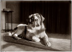 Scipio, a St. Bernard acquired by Orville Wright in 1917. Photo taken between 1917 and 1928. View full size. 5x7 glass negative by Orville Wright.