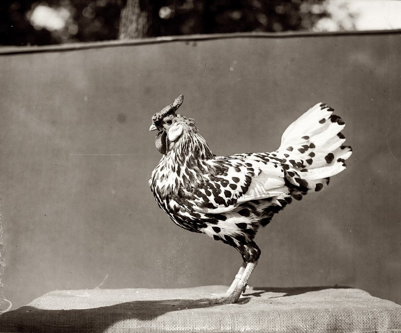 1920. "Poultry at government farm. Beltsville, Maryland." View full size. National Photo Company Collection glass negative.