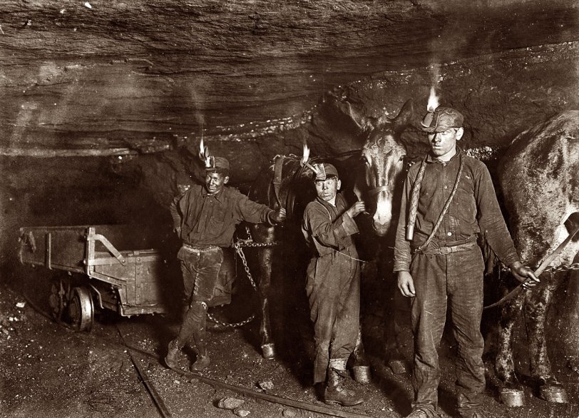 September 1908. Gary, West Virginia. "Drivers and Mules in a coal mine where much of the mining and carrying is done by machinery. Open flame on oil headlamps." View full size.

From the Web site of the Pennsylvania Historical and Museum Commission and the Museum of Anthracite Mining in Ashland:

When men first began to tunnel into the earth to remove coal, open flame lamps or candles were the only devices to light one's way. If a miner opened a pocket of lethal gas, the lack of oxygen could not only snuff out his open flame light &#8212; a warning too late &#8212; but the lives of miners also could be snuffed out. This is why miners often carried caged live canaries into the tunnels. Canaries are more sensitive than humans to diminished oxygen and poisonous gases and provided an early warning to miners. Even more obvious, an open flame could trigger an explosion or fire. One of the significant collections on display at the Museum of Anthracite Mining is a series of safety lamps. After an explosion in England killed ninety-two miners, a society formed to study and prevent mine explosions approached Sir Humphrey Davy (1778-1829) for his help. In 1816, Davy invented a safety lamp with a wick surrounded by cylindrical netting. The Davy lamp was designed so the flame was quickly extinguished in the presence of dangerous gases, giving the miner enough warning to escape. On the other hand, the lamp did not give off much light and could be extinguished by drafts of harmless air.

A later model that provided brighter light used gasoline instead of oil, but burned hotter, especially in gassy atmospheres, and the glass cylinder that surrounded the light source broke easily from the heat. The light went out frequently, requiring the miner to relight it, risking an explosion. Replacing thick glass with thinner glass helped prevent the lamp from breaking caused by heat expansion, but did nothing, of course, to prevent the lamp from being accidentally dropped or knocked over. The development of the carbide lamp in the 1890s &#8212; using as its energy source a combination of calcium carbide and water to produce a jet of acetylene gas lit by a flint sparker &#8212; provided bright, easy to ignite lights, but did not solve all safety issues. The U.S. Bureau of Mines reported in 1906 that 53 percent of mine explosions were caused by miners' lamps, and six years later two major mine disasters were attributed to safety lamps.

It was the invention of the battery lamp that revolutionized safe light for miners. Once tungsten replaced carbon filaments, which uses less current, it became possible for portable batteries to be carried by miners. Thomas Edison is lauded for his design in 1913 that provided the miner with a lightweight storage battery, clipped to the trouser belt and connected by a wire to a lamp backed by a parabolic reflector that was fastened to the miner's hat. The wire was locked in place to help prevent a miner from disconnecting it, possibly sparking an explosion.