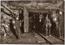 January 1911. Willie Bryden holding the door open while a trip goes through. View full size. Photograph by Lewis Wickes Hine.
Re: Why the door?The mine was ventilated by a forced-air system in the vertical shafts. For it to work properly, the horizontal shafts had to be blocked off. More info here.
Why the door?I wonder what purpose that door serves?  It's obviously not airtight, it doesn't really look like it would keep anyone from going in or out.  And they really need a kid to sit there all day just to open it when someone leading a mule cart comes by?  I don't get it.
Is this the end of a shift?Is this the end of a shift? They wouldn't need 4 guys to lead the mules, so I am guessing the guys at the rear are about to knock off for the day. What do you think?
Mule hats and doorsThey used mule hats when they had overhead trolly lines for electric mine motors.  In 1911 they didn't have electric in the mines???????? The mule hats don't make sense.
The doors were for ventilation. You had intake air and you didn't want it to go out the main door.
The kids opened it many times as the full cars where going out of the mine and when they took new ones in.
The plank off of the door, made it easier for the kid to open and close it. When they closed the door with a lot of volume of air, it would slam shut. The plank shouldn't have been removed, but I guess someone had pity on the young kids opening and closing the doors.
(The Gallery, Horses, Kids, Lewis Hine, Mining)
