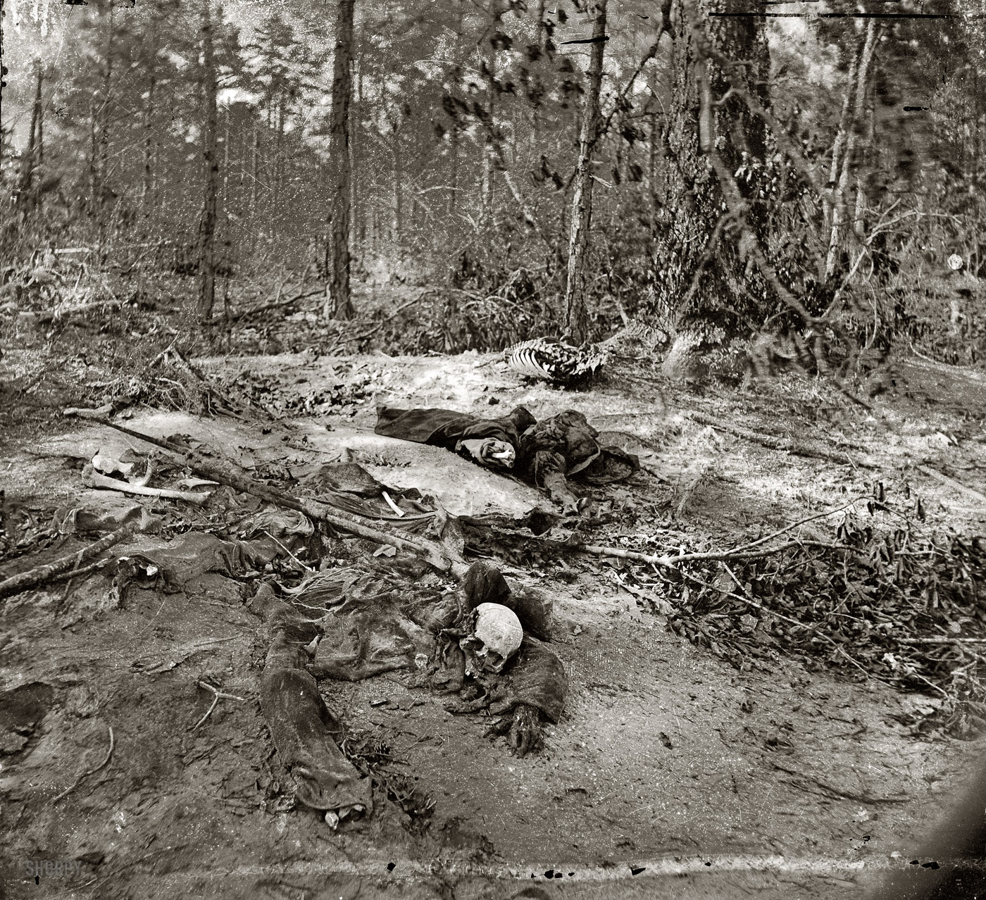 1865. "Cold Harbor, Virginia. Unburied dead on the battlefield of Gaines' Mill." Photographs from the main Eastern theater of war, the Peninsular Campaign, May-August 1862. Wet plate glass negative by John Reekie. View full size.