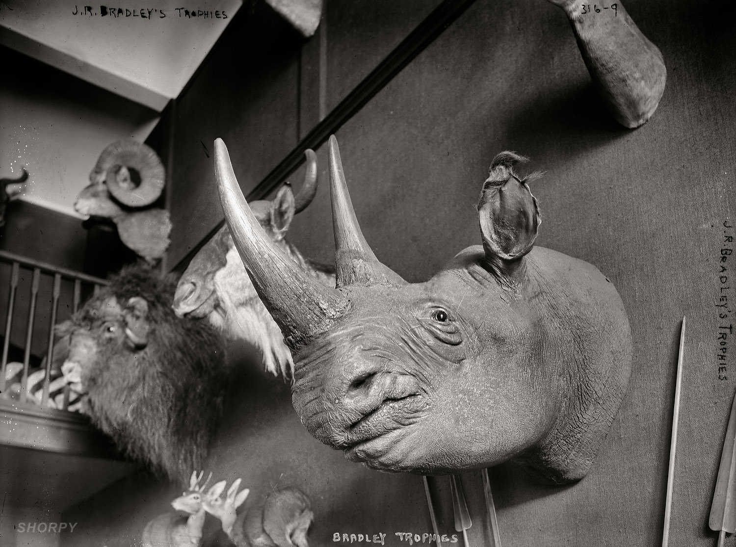 New York circa 1908. "J.R. Bradley's animal trophies." Another view of the 67th Street duplex belonging to millionaire casino owner, big-game hunter and polar explorer John Bradley. George Grantham Bain Collection. View full size.