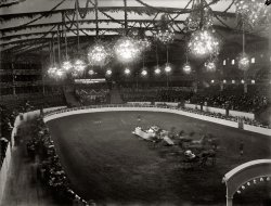 November 1909. The 25th annual National Horse Show at Madison Square Garden in New York, in one of those ultra-detailed yet otherworldly views so characteristic of large-format glass negatives (8x10 inches here). View full size.
Equal Opportunity?I like the glowing sign on the far wall: NAT'L HORSE SHOW ASSOCIATION CLUB, FOR MEMBERS ONLY
Was that a constant reminder to the members that the riff-raff weren't allowed?  Otherwise who was that sign meant for?
[A members-only reception through the exit. - Dave]
We Have One of Those!Called my wife in to see this fabulous photo and was rewarded with a scream of recognition.  She recently restored (admittedly not in period colors!) her 1895 Runabout which seems to be almost identical to the one in the foreground.  Minor differences, of course, as there were literally tens of thousands of this popular model manufactured by hundreds of companies and individuals.
Everything old is new again. This photo from 1999 and the buggy is still running quite well, ready for another hundred years.

One-Tenth HorseGossip from the Nov 10, 1909 Washington Post:

The New York Horse Show appears to be nine-tenths fashion plate and one-tenth horse.

An article in the prior day's edition described the spectacle:

It is doubtful if Madison Square Garden ever looked prettier than it did at the evening session of the horse show.  The many electric lights suspended from the candelabra and entwined among the wreaths that formed the decorations all over the building glistened on a scene of rare beauty, which was in marked contrast to the sombre colors that were displayed at former horse shows.  It made the setting of the scene presented by by the box occupants and those who were in the arena seats and on the boardwalk a very fitting one and rather enhanced the beauty of the delicate costumes worn by the women.

Green DecorIn all the photos of early-20th century special events we've been seeing here, from presidential inaugurations to housewares sales, it's interesting to note how common it was for the venues to be festooned with plants, flowers, leaves, garlands, branches, wreaths and other vegetable matter of a similar nature. Considering the logistics of the undertaking here gives one pause, particularly the rafter-festooning part.
(The Gallery, G.G. Bain, Horses, NYC)