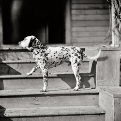 March 1865. "City Point, Virginia. Gen. Rufus Ingalls' coach dog." View full size