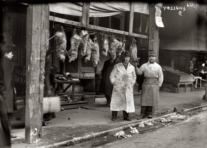 New York circa 1916. "Opossums hanging up outside shop." 5x7 glass negative, George Grantham Bain Collection, Library of Congress. View full size.
