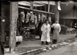 New York circa 1916. "Opossums hanging up outside shop." 5x7 glass negative, George Grantham Bain Collection, Library of Congress. View full size.
Seems like rabbits?Under the table 'possums, it looks like there is a pile of rabbits as well. And what is on top of the table? I love this site, my favorite time of the day.
[No one's said anything about the ducks yet. - Dave]
The Possum DealerI guess it's a sign of the times, the man in the bloody butcher's smock is wearing a derby hat, a high starched collar (detachable), a white shirt, a necktie, a suit jacket and shined shoes. All he has to do is ditch the coat and he can be off to lunch with Evelyn Nesbit.
Tastes like...Anyone know what possum tastes like? In one of the fancier restaurants in Florida, I've had gator meat. Alligator meat really does taste like chicken (when grilled and marinated like chicken). 
Yumm yummWe got them! Possums! Possums! Get your fresh hot possums! 
Hello, Possums!That appears to be Granny Clampett herself hurrying to buy up a few for supper.
But are these . . .free range possums?
Jeb and WillyThere is something about this picture that just makes want to put words into the mouths of the two men with their opossums. I don't know what exactly - something to the effect that they can offer the photographer a good deal on a nice one - skinned out and ready for stew. Just makes me want to write a story....
I always enjoy these little looks back to times gone by - Thanks so much!
Hangin With the PossumsI'm wondering less about the merchandise and more about the location. This is New York, by which they presumably mean New York City. One wouldn't think there'd be enough of a market for possum in the Big Apple that you'd have nine or ten of the critters hanging outside your shop. A sign of the times?
[This is Chinatown. - Dave]
Frontier Fast FoodI'm pretty sure there isn't anything in the world that would induce me to eat an opossum.  Why no squirrels, I wonder?
Well dressed, but...The possum dealer is indeed very well dressed under his coat, but look how filthy the gutter is! Must have been hard to keep nice clothes clean, even if you weren't slaughtering vermin all day.
Recipe CornerNo mention of possum in my 1904 White House Cookbook but several rabbit recipes. My grandmother grew up in Texas and has had possum and she said it wasn't worth trying. But for those that care, here is the recipe for Fricassee Rabbit from the 1904 White House cook book. 
Clean two young rabbits, cut into joints, and soak in salt and water half an hour. Put into a saucepan with a pint of cold water, a bunch of sweet herbs, an onion finely minced, a pinch of mace, half a nutmeg, a pinch of pepper and a half a pound of salt pork cut in small thin slices. Cover and stew until tender. Take out the rabbits and set in a dish where they will keep warm. Add to the gravy a cup of cream (or milk), two well-beaten eggs, stirred in a little at a time, a tablespoonful of butter, and a thickening made of a tablespoonful of flour and a little milk. Boil up once; remove the saucepan from the fire, squeeze in the juice of a lemon, stirring all the while, and pour over the rabbits. Do not cook the head or neck.
Taste of PossumI've actually had possum - very greasy, dark meat. My dad was quite a hunter when I was a kid, and being a child of the Depression, he wouldn't consider us not eating whatever he brought home - that would be wasteful.  However, I'd go out of my way not to eat possum again - yuck!  Same goes for raccoon and beaver.  Bear, on the other hand, was quite delicious - though I oppose killing them on moral grounds.
Playing PossumHow do we know they weren't just playing dead? And those guys were just the Allen Funts of their day, waiting to see a customer jump out of their shoes when the 'possum suddenly scampers off the counter. Candid Glass Negative Show. We need those little cartoon X's over the eyes maybe.
Where&#039;d they come from?Opossum are able scavengers.  I'd imagine at that time they were all over the trash bins and alleyways of NYC.  I'll bet armed with a small club or a slingshot one could kill quite a few at night.  Probably a sort of cottage industry.
The Dixie CookbookFrom the Dixie Cookbook.
OPOSSUM. — Scald with lye, scrape off hair, and dress whole, leaving on head and tail; rub well with salt and set in a cool place over night; place in a large stone pan with two pints water and three or four slices bacon; when about half baked, fill with a dressing of bread crumbs, seasoned with salt, pepper and onions if liked. After returning to pan place sweet potatoes, pared, around the opossum, bake all a light brown, basting frequently with the gravy. When served place either an apple or sweet potato in its mouth.
— Mrs. L. S. Brown, Atlanta
Meta GivenMy cookbook treasure, "Meta Given's Encyclopedia of Food," has a recipe for roast possum as well. (First printing 1947.) I found it among such culinary delights as turtle soup (and how to dress a turtle), muskrat Maryland, and a complete American Legion raccoon dinner. Courtesy of the Chillicothe, Missouri chapter.
[Meta rules. I have both volumes of Meta Given's "Modern Encyclopedia of Cooking," the 1959 edition. They've been in my family since they were new. A great cookbook! - Dave]

New YorkThis is funny I am in Tennessee  and have had dealings with New Yorkers and have been called possum eating hillbilly..
I tried to explain that it was Turkey deer fish squirrel rabbit and other game birds before possum. 
But it looks as though it was Sunday dinner in New York.
Possums look differentDunno bought y'all but the only possums I have ever seen are white, no where near that furry, and much much smaller- do they have bigger possums back east?
[Possums are not white. Maybe you're thinking of armadillos. - Dave]

JoyThe old (unexpunged) versions of The Joy of Cooking actually have a brief bit on dressing and preparing Opossum.  You have to look under O and not P in the Index.  Sadly, my copy is newer and doesn't have this lovely tidbit, so I'll have to rely on someone else.
Like ChickenI actually cooked a possum, in a Dutch oven over (and under) coals, as a part of a historical reenactment of the 1830's in Washington-on-the-Brazos, Texas.  It tasted like chicken.
I love these booksI have both the volumes of Meta Given's Modern Encyclopedia of Cooking as well, the fifth printing 1956, I suspect they were a wedding gift as my parents were married in 1956.  I love them, they are a treasure of not only unique recipes, but everything else from buying fruits, storing food and entertaining!
Janet
This Opinion From a &quot;Possum Expert&quot;I grew up in rural Alabama and trapped rabbits and possums in what were called "rabbit boxes".  Consequently, I have caught many possums.  My family would eat the rabbits I caught, but I sold the possums locally to those who did eat them.  Generally, the price of a regular size possum was 50¢ and the larger ones would bring 75¢. This was during the 1940's.  The animal carcasses in this photo do not appear to be possums to me.  Among other things, they are much larger than any I have ever seen.  
50 shades of gray?Possums come in all shades of gray, from such a light gray as to appear almost white to such a dark shade that they are nearly black.
(The Gallery, G.G. Bain, NYC, Stores & Markets)