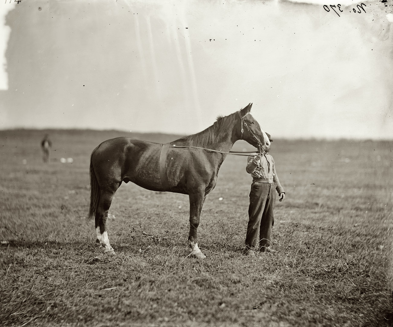 October 1863. "Culpeper, Virginia. Gen. George G. Meade's horse, Baldy." Wet plate glass negative, photographer unknown. View full size.