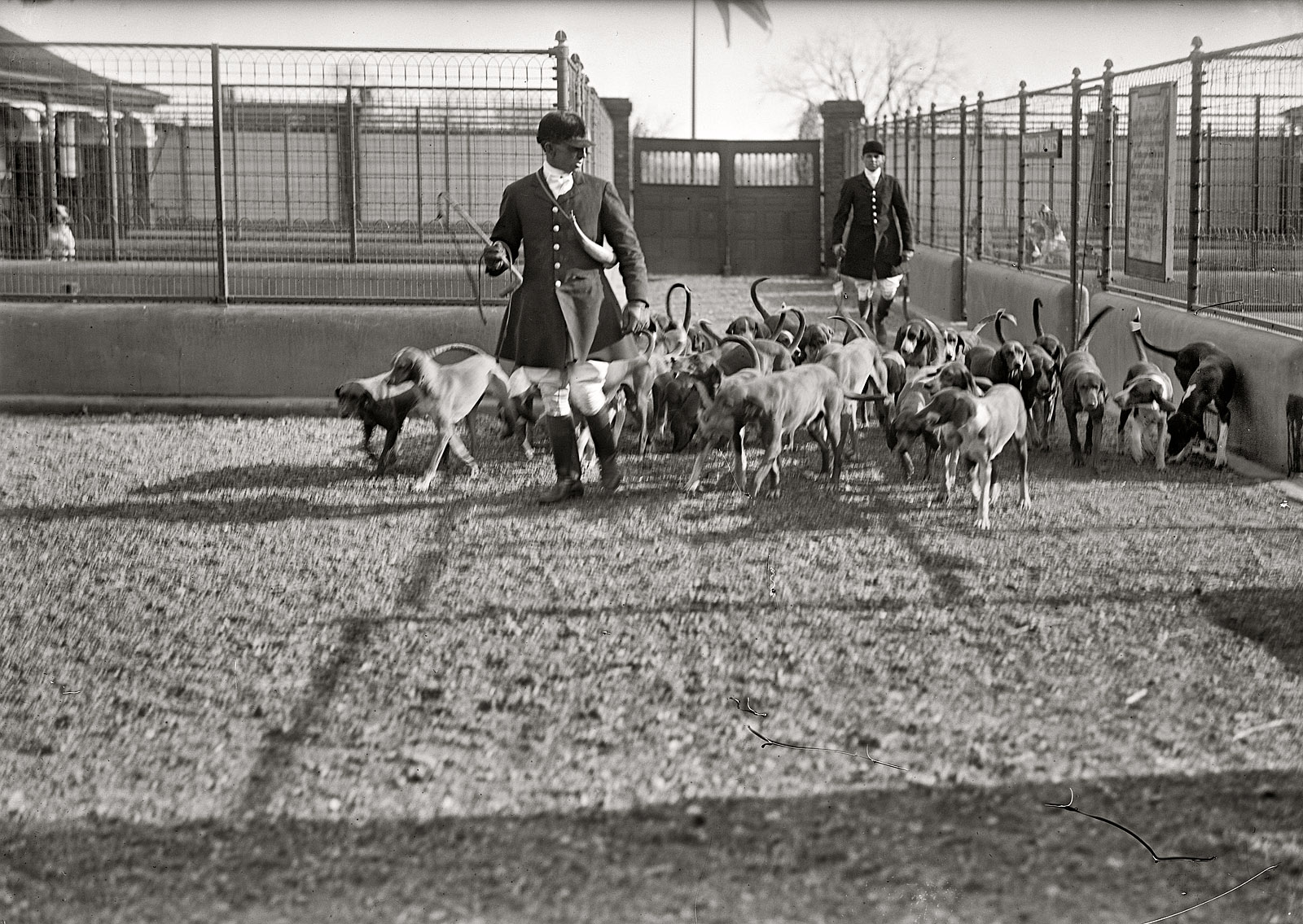 1914. Middleburg, Virginia. "National Beagle Club of America. Kennels and dogs of J.B. Thomas." Our second look at the Piedmont Hunt Club kennels. Before he took on the Red Baron, Snoopy had to chase a few foxes. View full size.