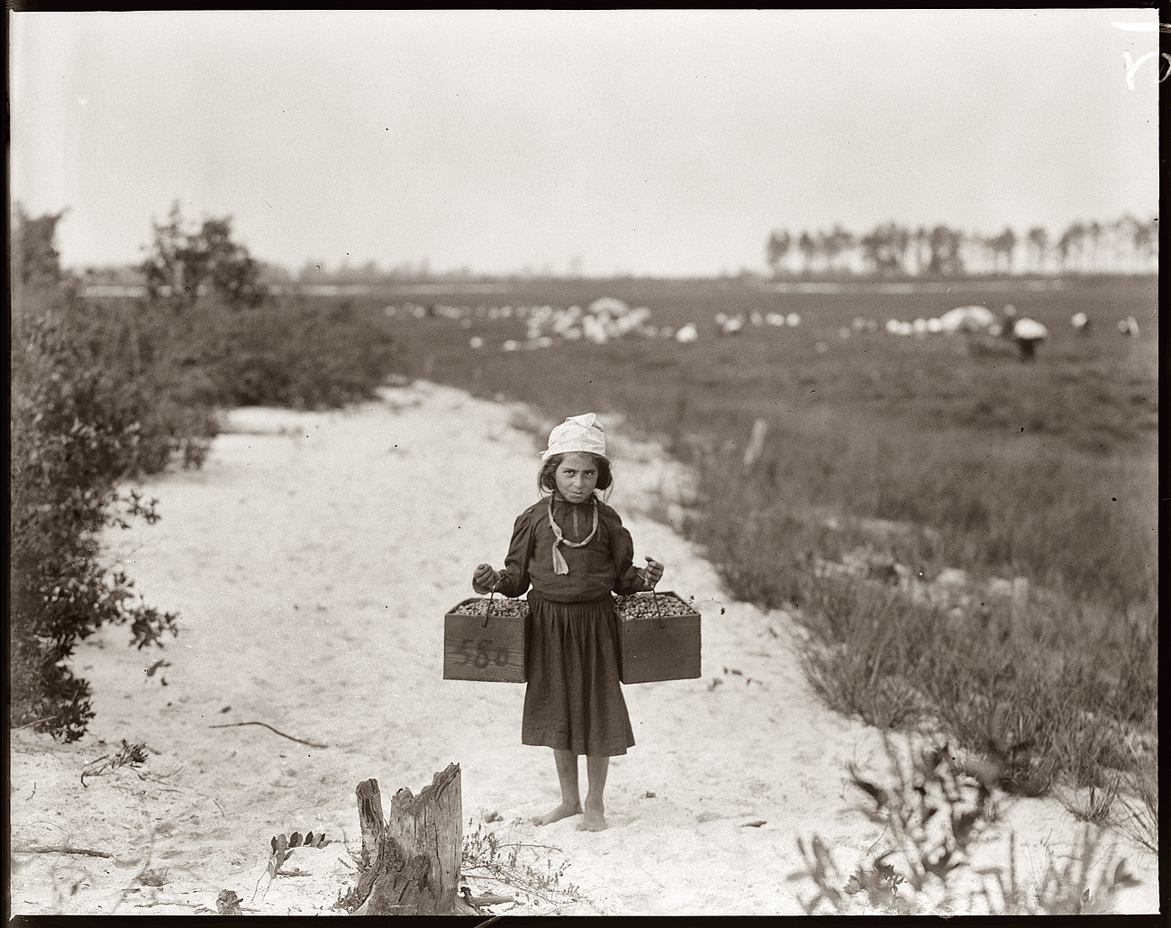 Sept. 28, 1910. Whites Bog at Brown Mills, New Jersey. Ten-year-old Rose Biodo, 1216 Annan St., Philadelphia. Working three summers. Minds baby and carries cranberries, two pecks at a time. Fourth week of school and the people here expect to remain two weeks more. View full size. Photograph by Lewis Wickes Hine.