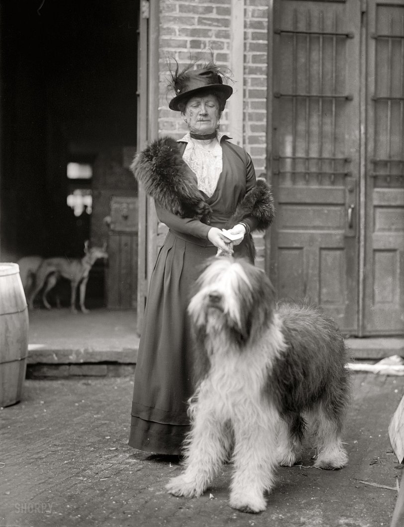 "Miss Mary E. Patton. Dog Show, 1915." One of many images from the Washington dog show of 1915 showing fancy canines and their even fancier owners, all of them female for some reason. Harris &amp; Ewing Collection glass negative. View full size.
