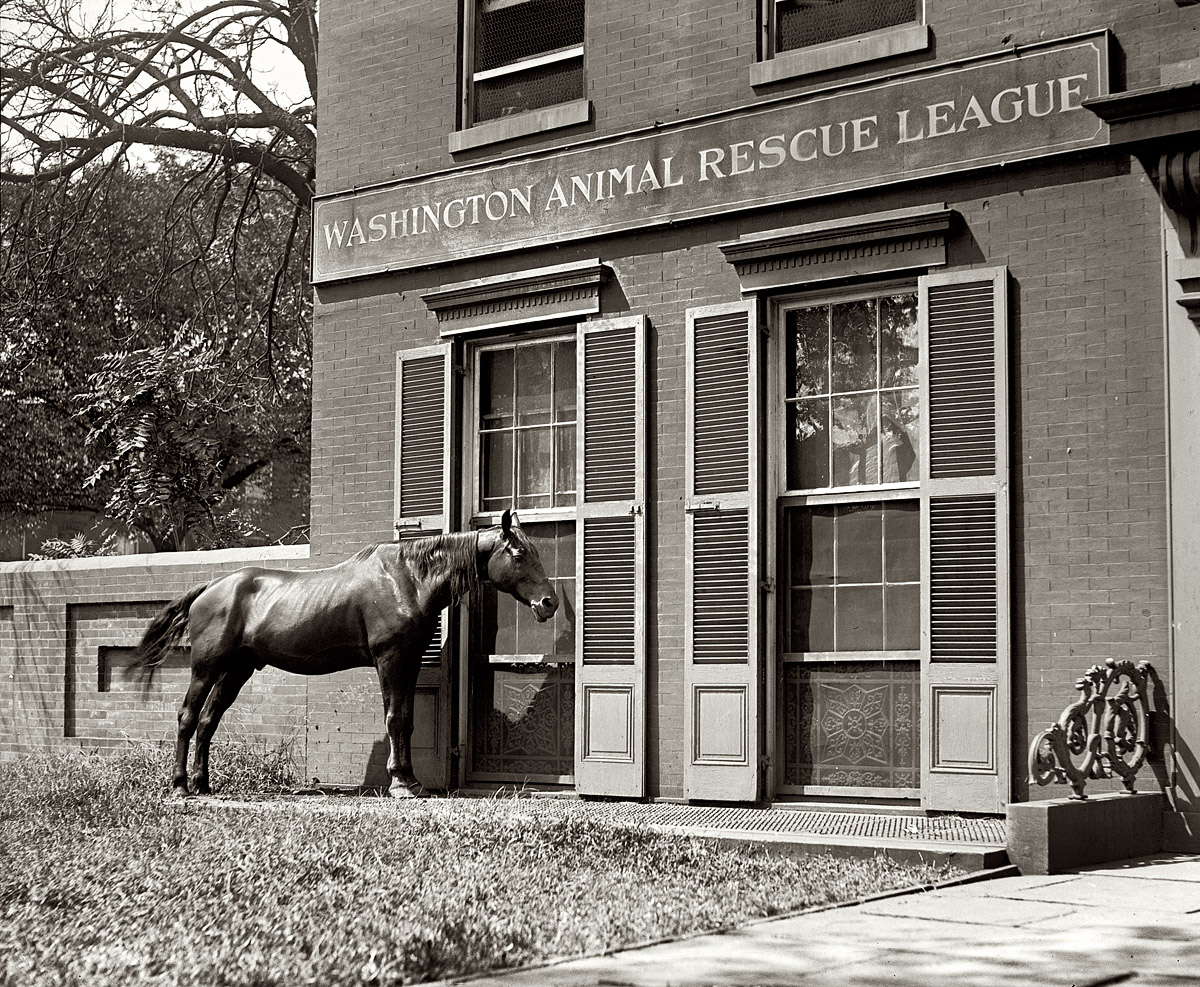 August 28, 1922. A horse at the Animal Rescue League in Washington, D.C. 5x7 glass negative, National Photo Company Collection. View full size.