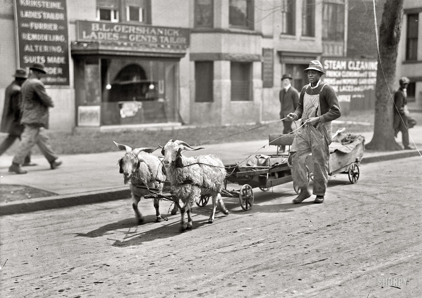 "Goat team." Washington, D.C., circa 1917. B.L. Gershanick, tailor, did business at 2150 P Street N.W. Harris & Ewing Collection glass negative. View full size.