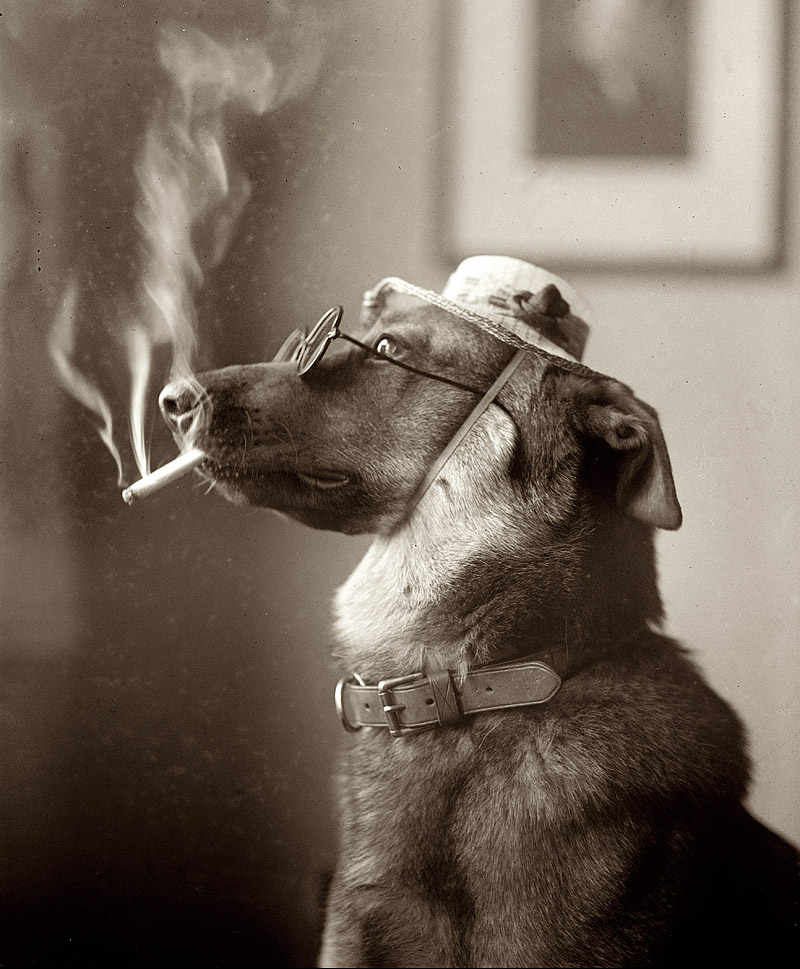 January 19, 1923. "Dog Smoking." View full size. National Photo Company.