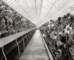 March 13, 1923. "Amaryllis Show, Department of Agriculture." View full size. National Photo Company Collection glass negative, Library of Congress.