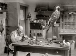 1916. "N.R. Wood of Smithsonian Institution, mounting birds." Who can identify the big fella? Harris & Ewing Collection glass negative. View full size.