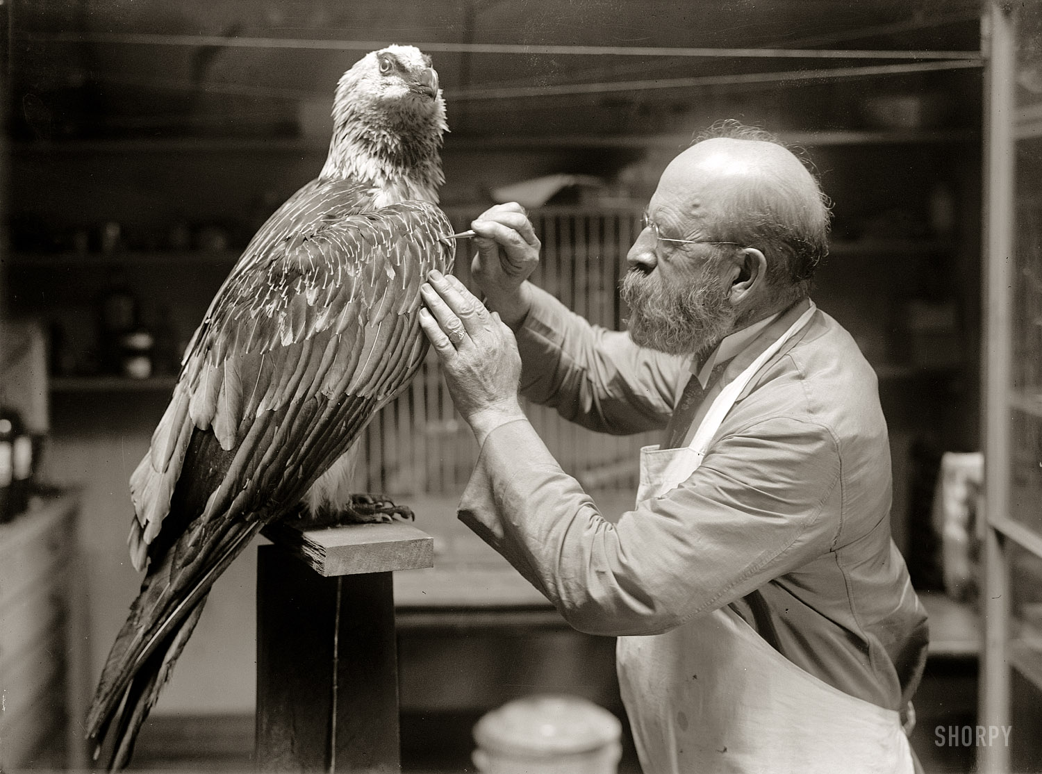 1916. "N.R. Wood of Smithsonian Institution mounting birds." Our second look at Nelson Wood in his natural habitat. Harris & Ewing glass neg. View full size.