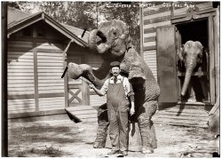 Bill Snyder and Hattie at the Central Park elephant house in 1922. View full size. 5x7 glass negative, George Grantham Bain Collection.