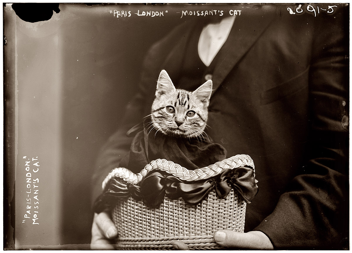 In 1910, on the first airplane flight across the English Channel to carry a passenger, American aviator John Moisant flew from Paris to London accompanied by both his mechanic and his cat, named either Mademoiselle Fifi or Paree, depending on which newspaper you believe. Later that year Moisant died in a crash near New Orleans. View full size. George Grantham Bain Collection.