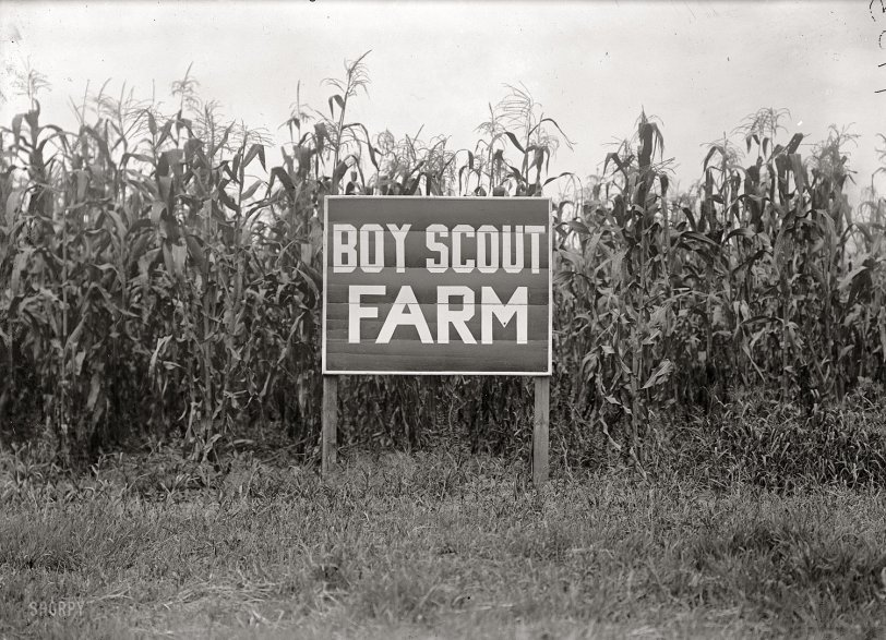 "Boy Scout farm, 1917." Harris &amp; Ewing Collection glass negative. View full size.
