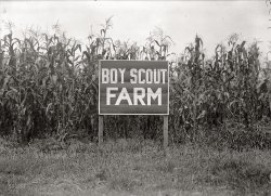 "Boy Scout farm, 1917." Harris & Ewing Collection glass negative. View full size.