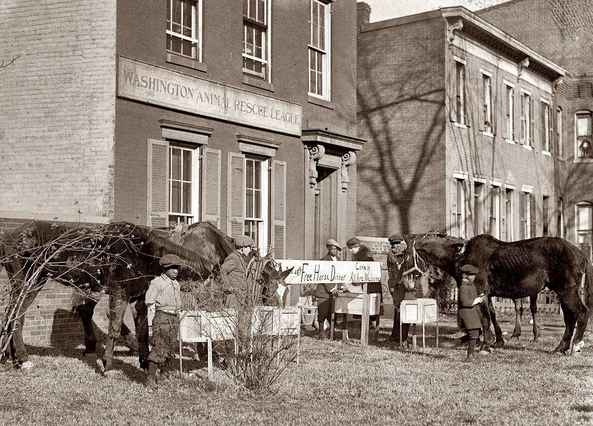 December 29, 1923. "Horse Christmas Party" at the Washington, D.C., Animal Rescue League. View full size. National Photo Company Collection.