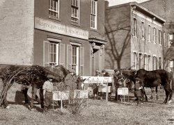 December 29, 1923. "Horse Christmas Party" at the Washington, D.C., Animal Rescue League. View full size. National Photo Company Collection.