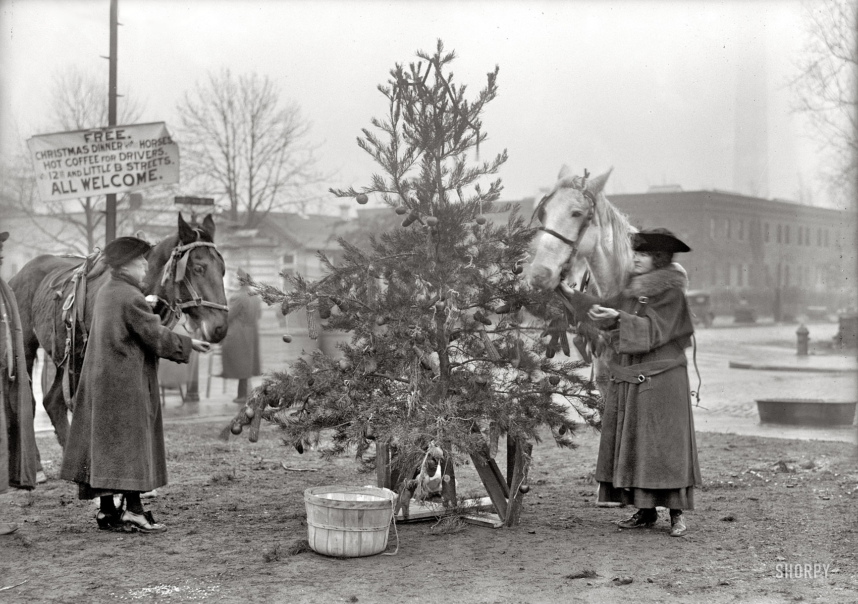 December 1918 in Washington, D.C. "Christmas dinner for horses." That tree looks mighty tasty! Harris & Ewing Collection glass negative. View full size.
