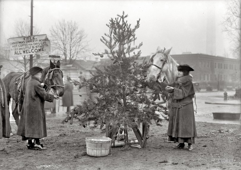 December 1918 in Washington, D.C. "Christmas dinner for horses." That tree looks mighty tasty! Harris &amp; Ewing Collection glass negative. View full size.
