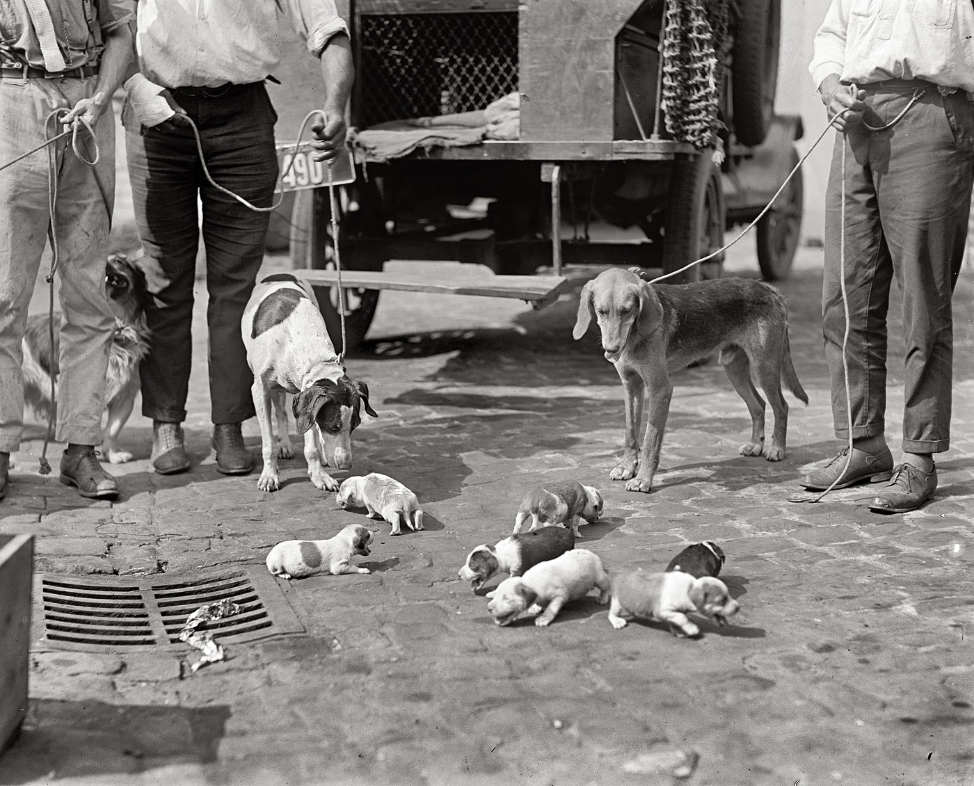 "Dog catchers." In Washington, D.C., 1924. View full size. National Photo Co.