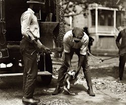 D.C. Dog Catcher: 1924