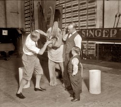 Robert Ellen pulling the tooth of baby elephant "Futz" in 1924. View full size. 4x5 inch glass negative, National Photo Company Collection.