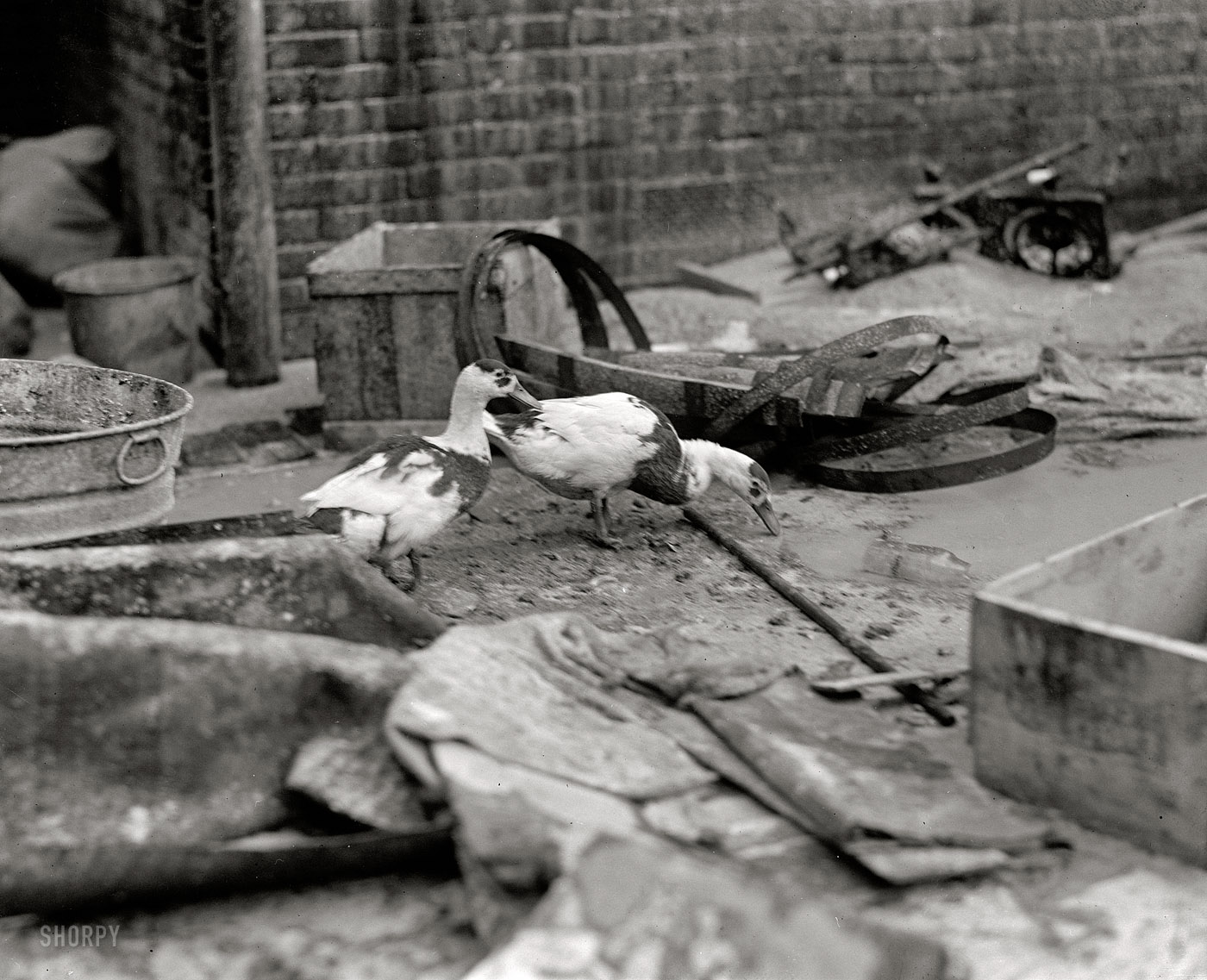 Sept. 5, 1925. "Intoxicated ducks at 611 Yon.[?] Street."  This one's a mystery to me. National Photo Company Collection glass negative. View full size.
