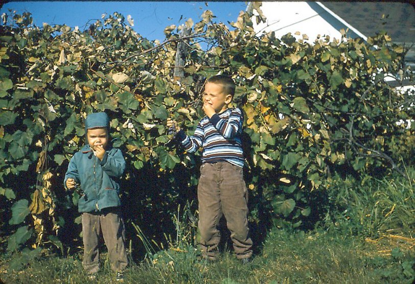 I remember the grapes initially tasted sweet but left a sour after taste. I am wearing the striped shirt and brother, George, the green jacket and hat. 1957 Kodachrome slide taken near Blandinsville, Illinois. View full size.
