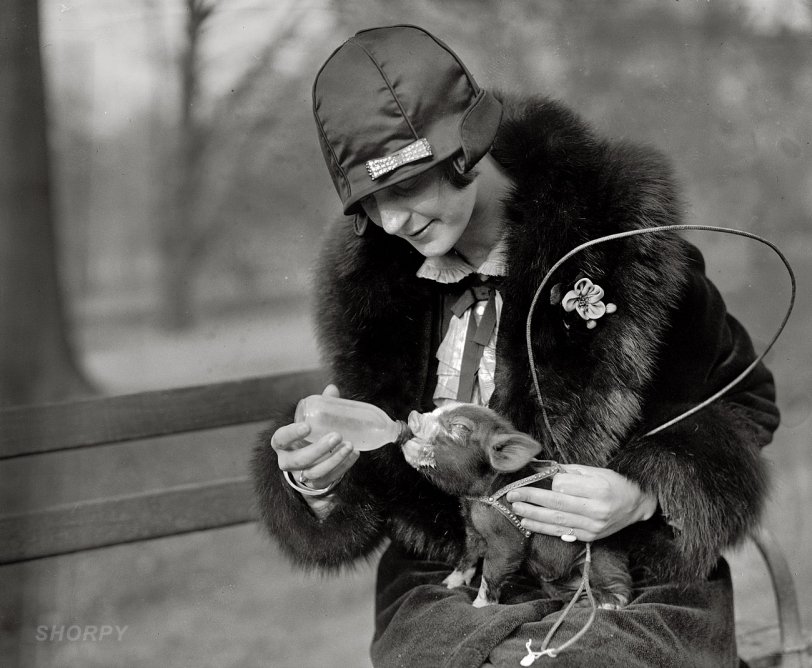 December 1, 1925. Washington, D.C. "Miss Lois Hoover and pet pig." National Photo Company Collection glass negative, Library of Congress. View full size.