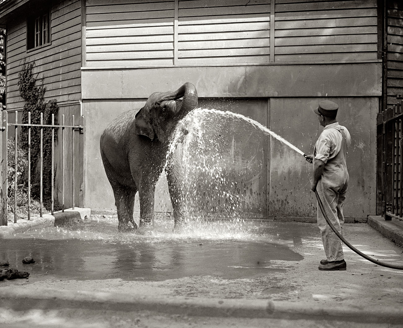 July 28, 1926. Washington, D.C. "Elephant at zoo." View full size. Nat'l Photo.
