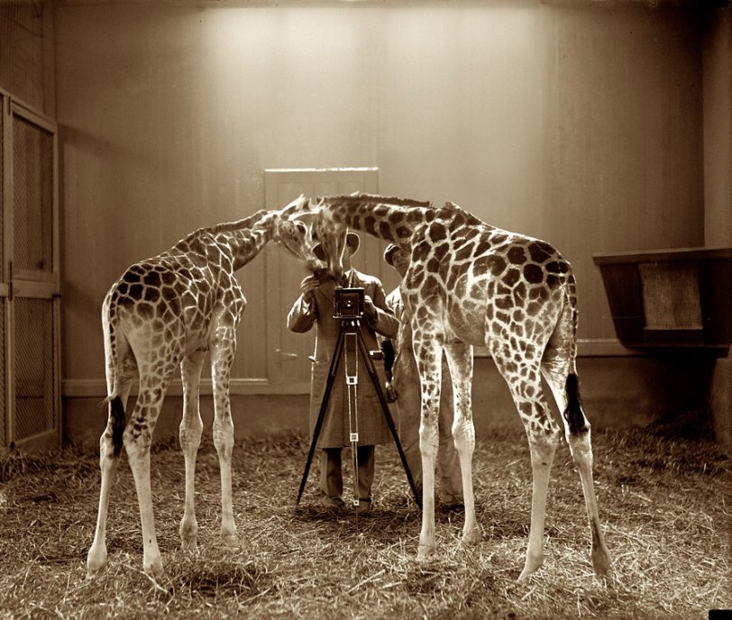 1926. Washington, D.C. Photographing the photographing of giraffes at the National Zoo. View full size. 4x5 glass negative, National Photo Company.