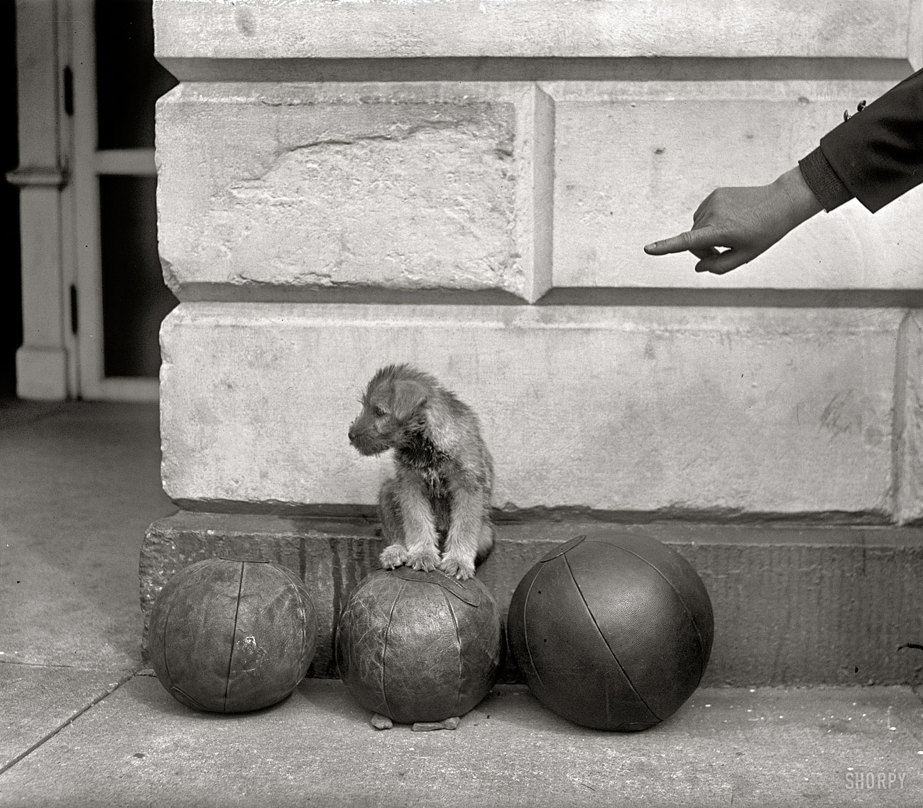 September 23, 1926. "White House dog, medicine balls." And that's all they wrote. National Photo Company Collection glass negative. View full size.