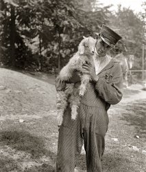 June 18, 1929. "Stimson goat 'Billy the Kid,' National Zoo." An angora from Texas, Billy was a junior member of the goat menagerie belonging to Secretary of State Henry Stimson. National Photo Co. Collection glass negative. View full size.