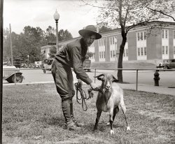 September 5, 1929. "Wm. Hamilton Bones, Stimson Goat." Another shot of the tobacco-chewing goat owned by Secretary of State Henry Stimson. National Photo Company Collection glass negative. View full size.