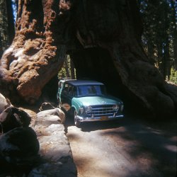 Yosemite National Park, July 1962. My shot of my father maneuvering our 1956 Rambler station wagon through the Wawona Tunnel Tree was one of thousands of similar photos taken until it toppled over seven years later under the weight of a tremendous snowfall. 127 Ektachrome slide. View full size.
