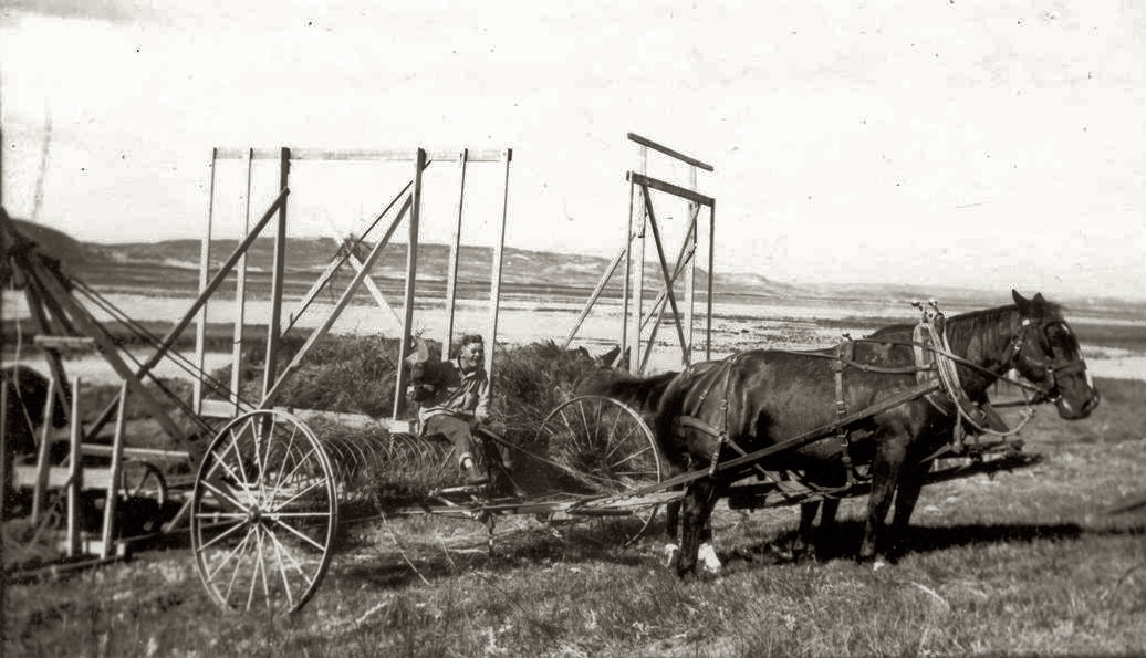 Frank Phillips driving a hay machine in 1930.  The photo is likely taken at the Carver Ranch near Alliance, Nebraska.  The body of water in the background may be Wolf Lake.