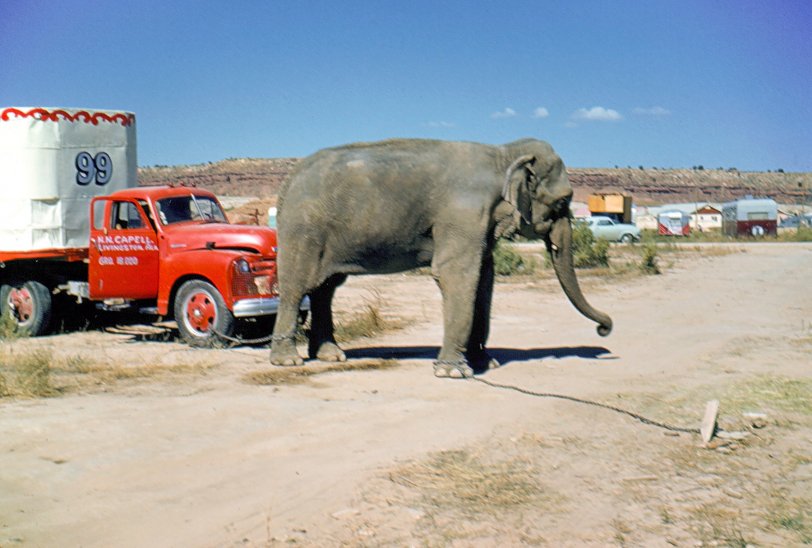 Taken by my grandfather, Glenn Carlyle, in 1957. Note the chains connected to the stake, and the truck's wheel hub. View full size.
