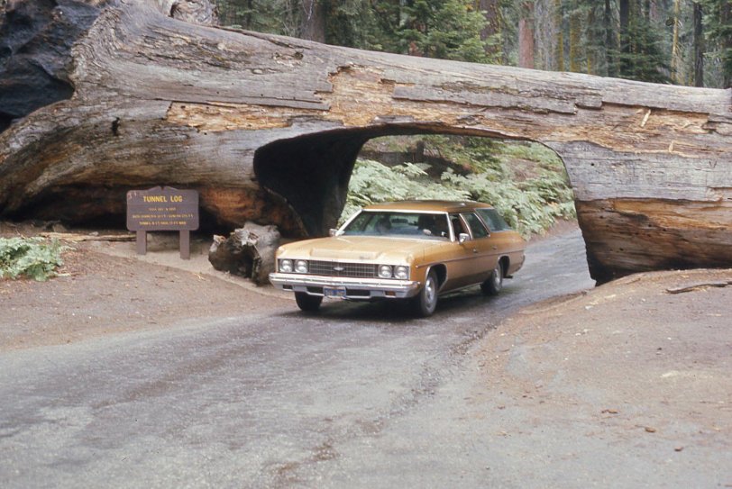 July 1976.  We took a trailer trip cross country.  Here's my brother-in-law's car going through the same log tunnel. I wonder how many other similar photos exist. View full size.