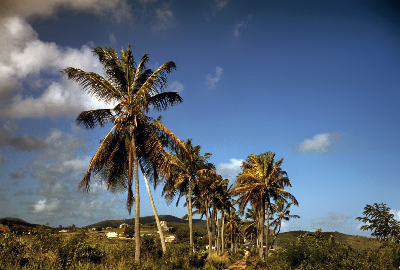 December 1941. Another image from Jack Delano's Caribbean assignment. "Farm road near one of the villages on the northern coast of St. Croix, Virgin Islands." View full size. 35mm Kodachrome transparency by Jack Delano for the FSA.