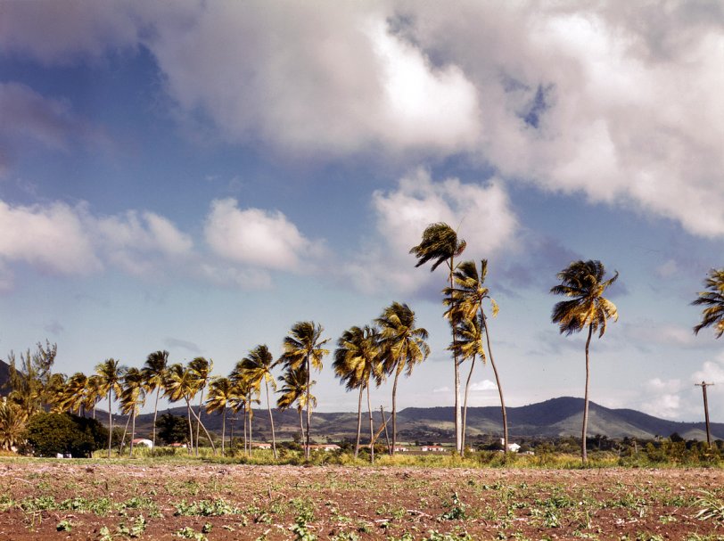 December 1941. "Palm trees along the road, vicinity of Christiansted, Saint Croix, Virgin Islands." View full size. Medium format Kodachrome transparency by Jack Delano for the Farm Security Administration.