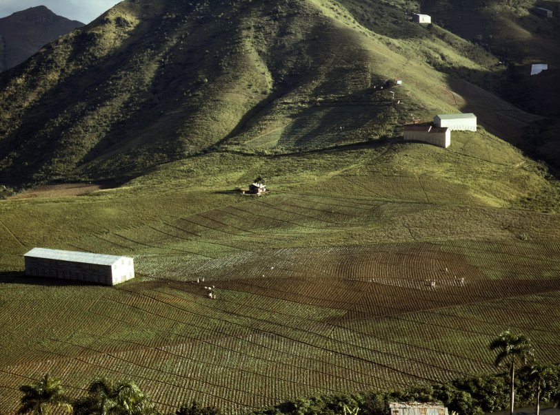 December 1941. "Cultivating tobacco at the Puerto Rico Reconstruction Administration experimental area, vicinity of Cayey." Medium format Kodachrome transparency by Jack Delano, Office of War Information. View full size.